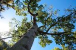 Tree Felling Sandton